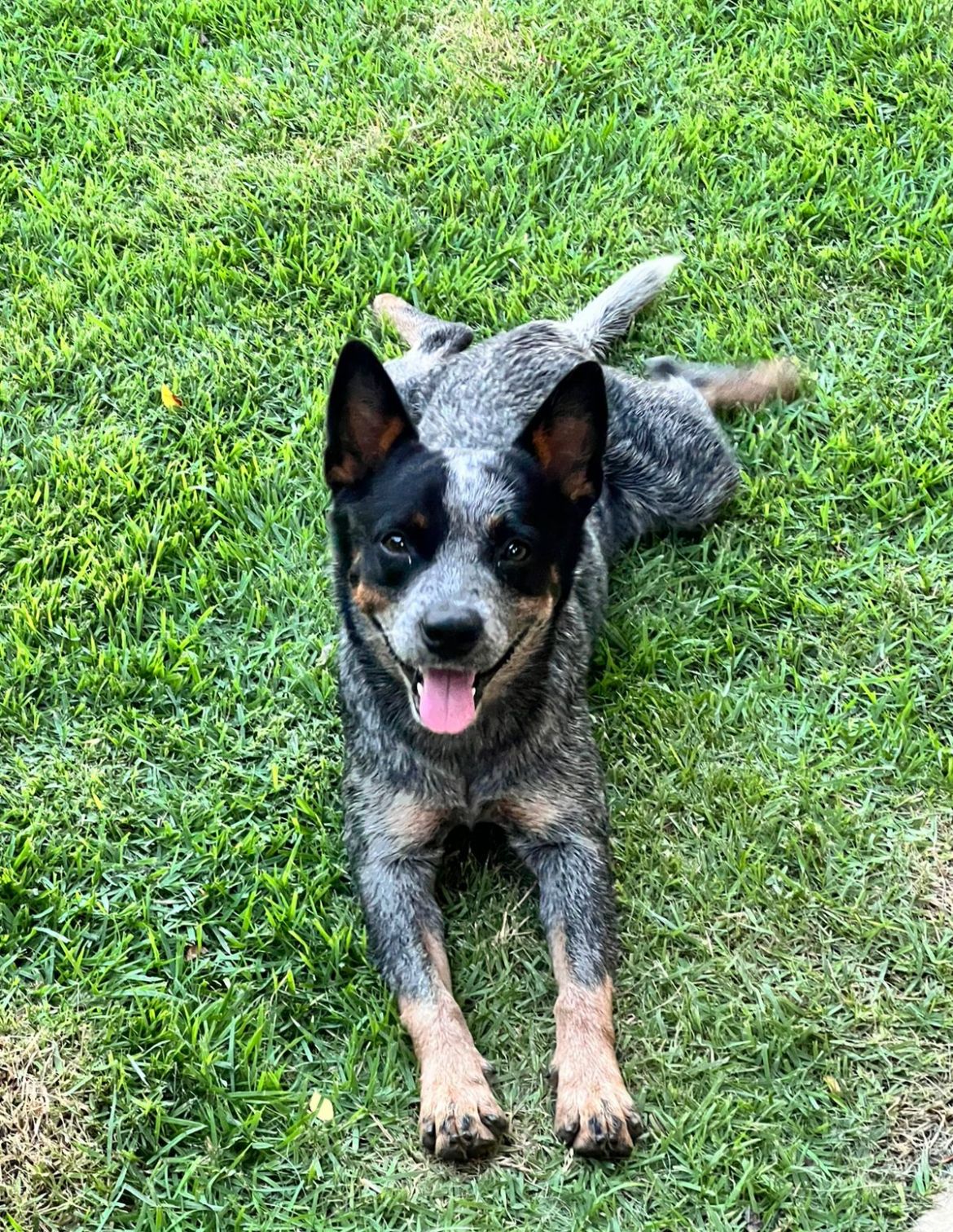 Está desaparecida BELA da raca Blue Heeler Boiadeieira  Australiana de porte Media desapareceu  da fazenda Maxixi em Riachão do Dantas